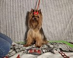 Собаки в Москве: Йорк мальчик, взрослый. Мальчик, Бесплатно - фото 2