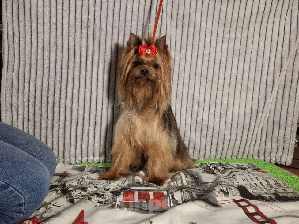 Собаки в Москве: Йорк мальчик, взрослый. Мальчик, Бесплатно - фото 2