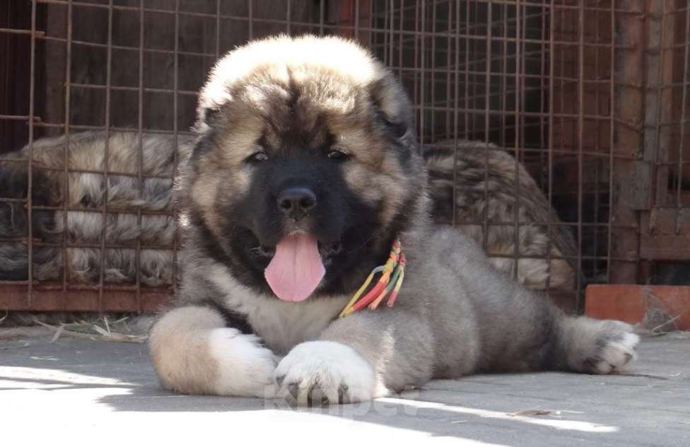 Собаки в других городах Нижегородской области: Щенки кавказской овчарки Мальчик, Бесплатно - фото 5