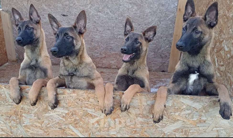 Собаки в других городах Московской области: Бельгийская овчарка Разнополые, Бесплатно - фото 1