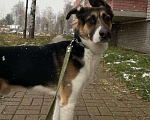 Собаки в Ярославле: Добрый и ласковый пес ищет дом! Мальчик, 1 руб. - фото 1