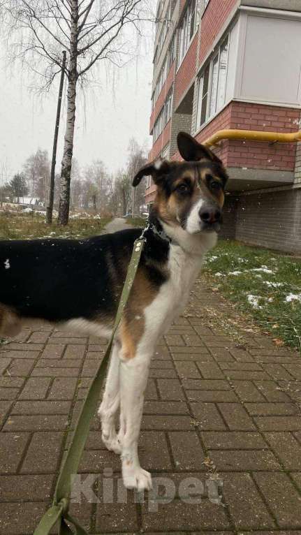 Собаки в Ярославле: Добрый и ласковый пес ищет дом! Мальчик, 1 руб. - фото 1