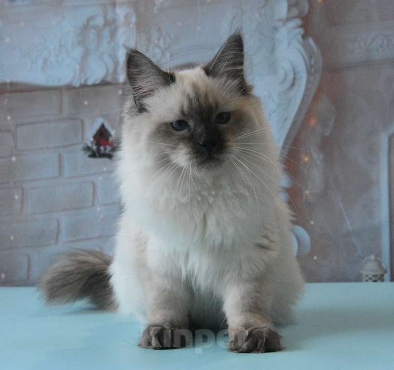 Кошки в Москве: Синеглазый Невский принц Мальчик, Бесплатно - фото 3