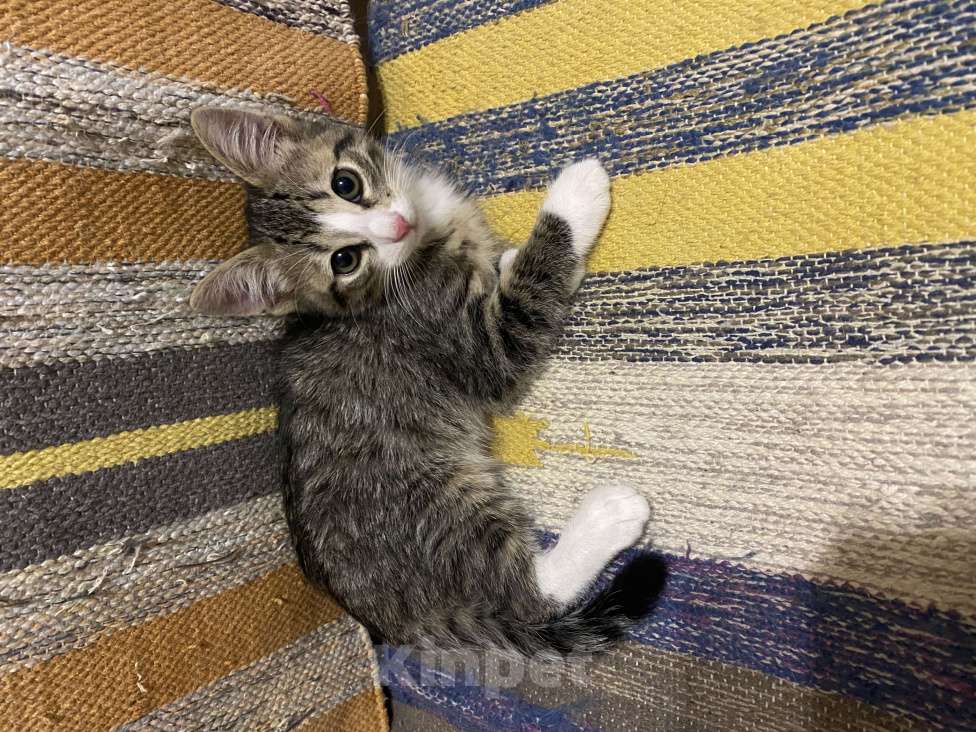 Кошки в Москве: Котенок Томас в добрые руки Мальчик, Бесплатно - фото 4