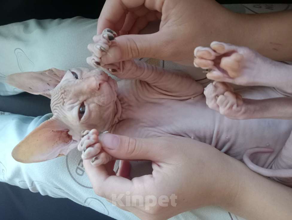 Кошки в Белгороде: Донской сфинкс кошечка Девочка, 7 000 руб. - фото 3