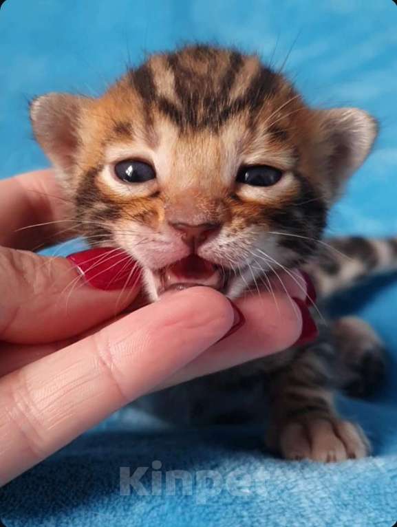 Кошки в Москве: Бенгальский мальчик Мальчик, 80 000 руб. - фото 2