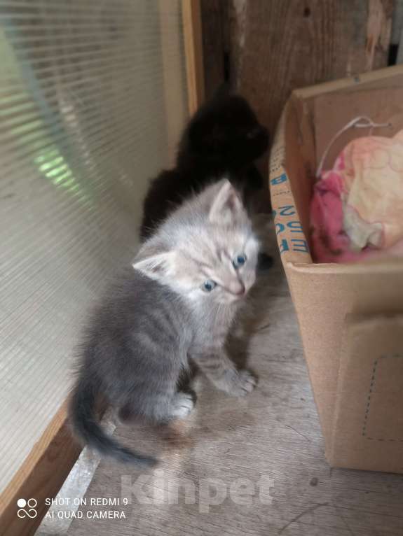 Кошки в других городах Свердловской области: прекрасное настроение от котика в добрые руки Мальчик, Бесплатно - фото 2