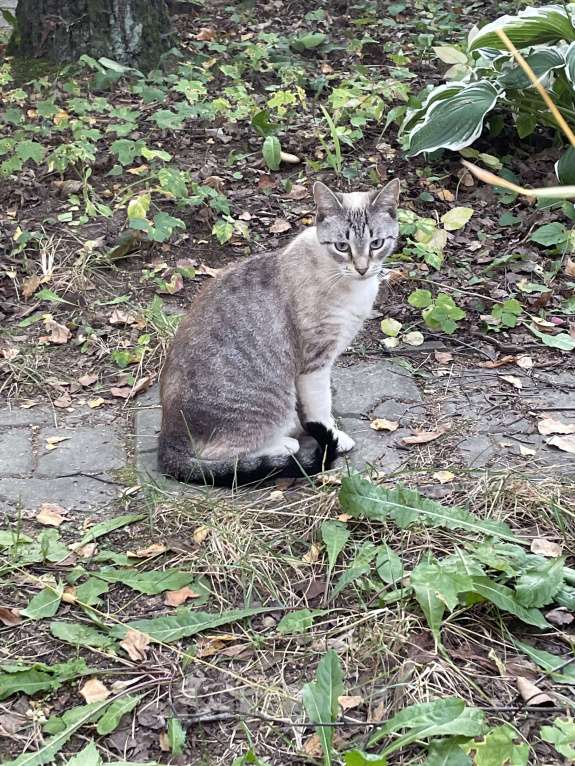 Кошки в Москве: Кошечка — ласковая красотка! Девочка, Бесплатно - фото 2