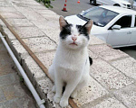 Кошки в Княгинино: Мурочка , Бесплатно - фото 3