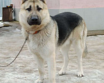 Собаки в Шатуре: Щенки восточноевропейской овчарки, 6 000 руб. - фото 9