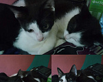Кошки в Рязани: Черно- белые котята Мальчик, 10 руб. - фото 3