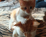 Кошки в Краснодаре: Котенок Мальчик, 100 руб. - фото 3