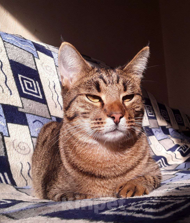 Кошки в Москве: Котик Мышь ищет дом! Мальчик, Бесплатно - фото 6