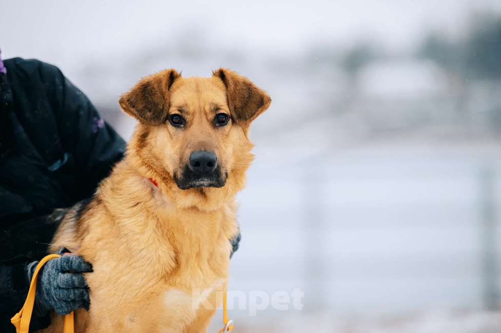 Собаки в Москве: Пита Девочка, Бесплатно - фото 2