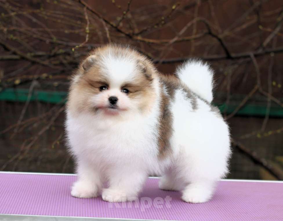 Собаки в Москве: Шикарная бело-рыжая девочка Девочка, 80 000 руб. - фото 3