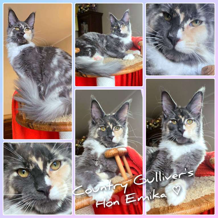 Кошки в Иваново: Котенок мейн кун.   Девочка, 45 000 руб. - фото 2