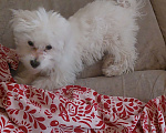 Собаки в Москве: Продается мальтийская болонка Мальчик, 17 500 руб. - фото 4