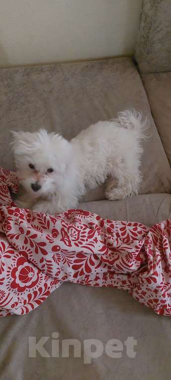 Собаки в Москве: Продается мальтийская болонка Мальчик, 17 500 руб. - фото 4