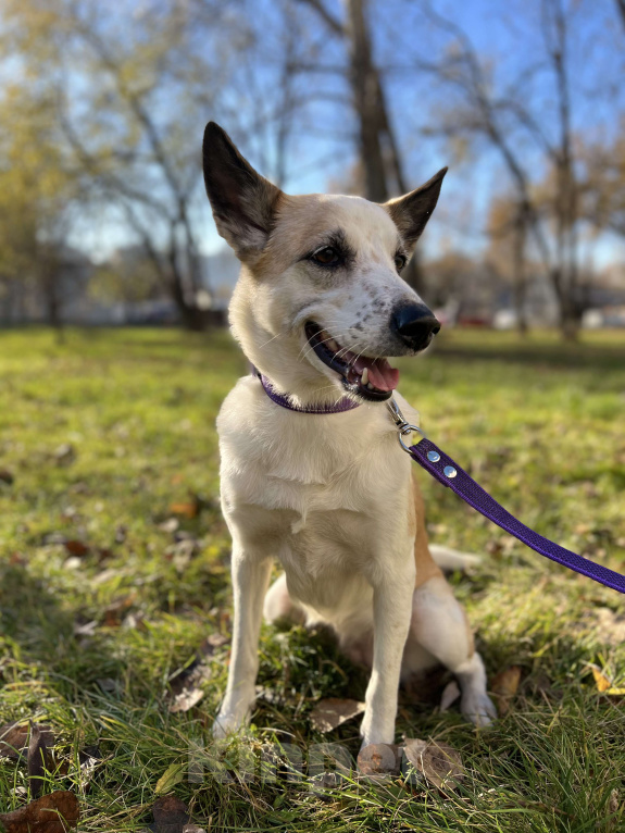 Собаки в Москве: Берта ищет дом Девочка, Бесплатно - фото 8