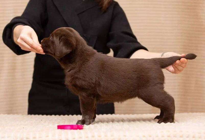 Собаки в Москве: Щенок Лабрадора-Ретривера в шоколадном окрасе Девочка, 100 000 руб. - фото 3