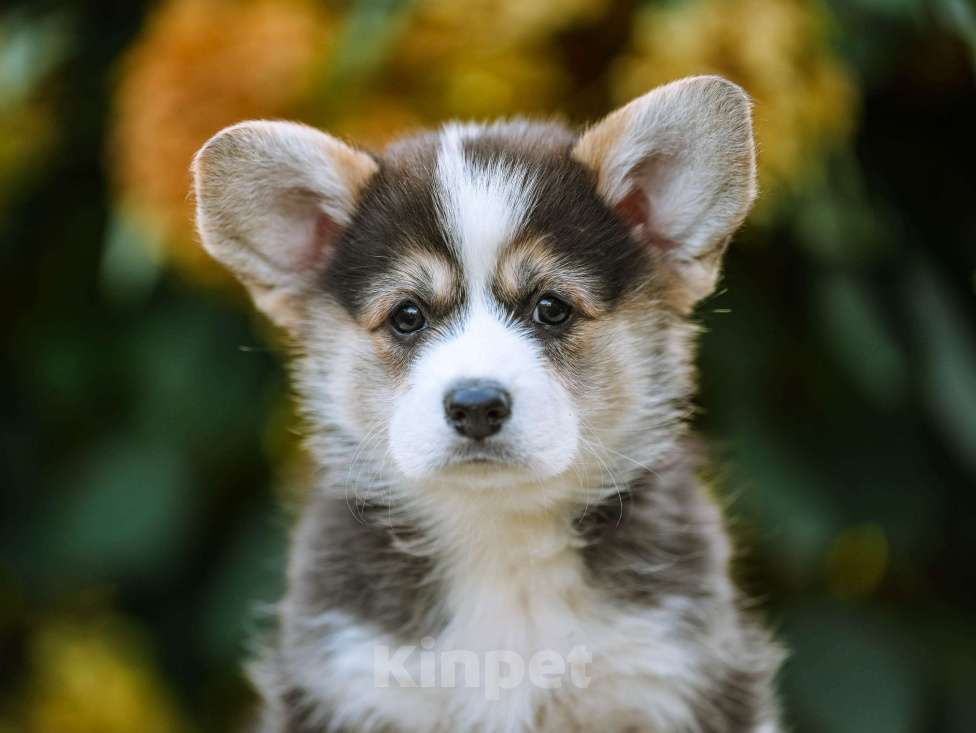 Собаки в Новосибирске: Вельш Корги Пемброк Джуди Хопс Девочка, 65 000 руб. - фото 4