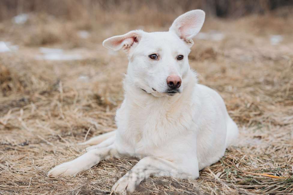 Собаки в Москве: Белоснежная собака в добрые руки! Девочка, Бесплатно - фото 4