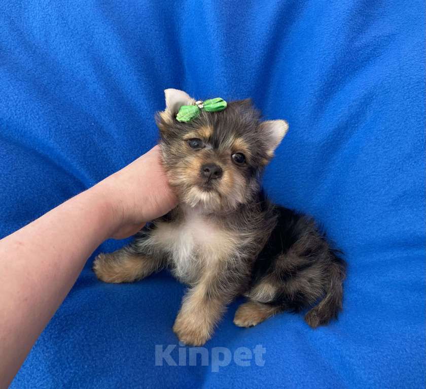 Собаки в Москве: Мерле йорк мальчик стандарт игривый Мальчик, 50 000 руб. - фото 9