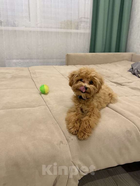 Собаки в Уфе: Мальтипу  Мальчик, 70 000 руб. - фото 2