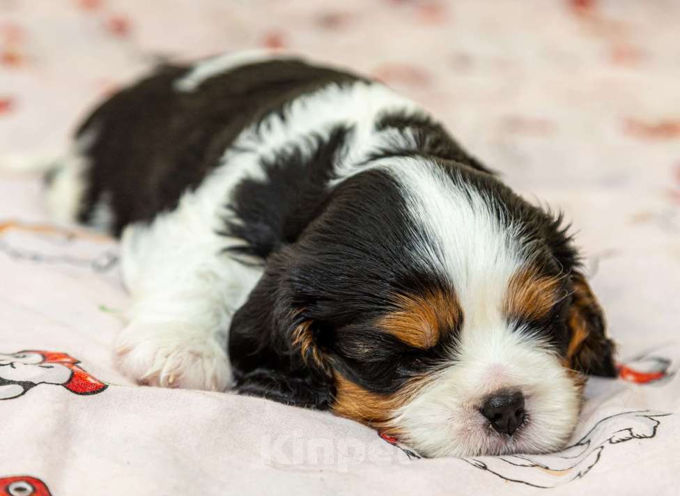 Собаки в Омске: Кавалер кинг чарльз мальчик Мальчик, 110 000 руб. - фото 1