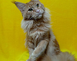 Кошки в Краснодаре: Котёнок мейн-кун Мальчик, 25 000 руб. - фото 6