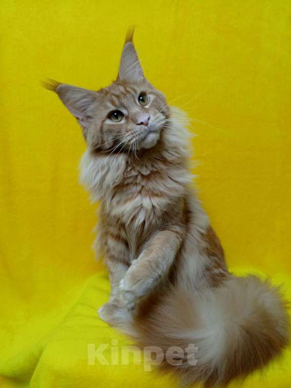 Кошки в Краснодаре: Котёнок мейн-кун Мальчик, 25 000 руб. - фото 6