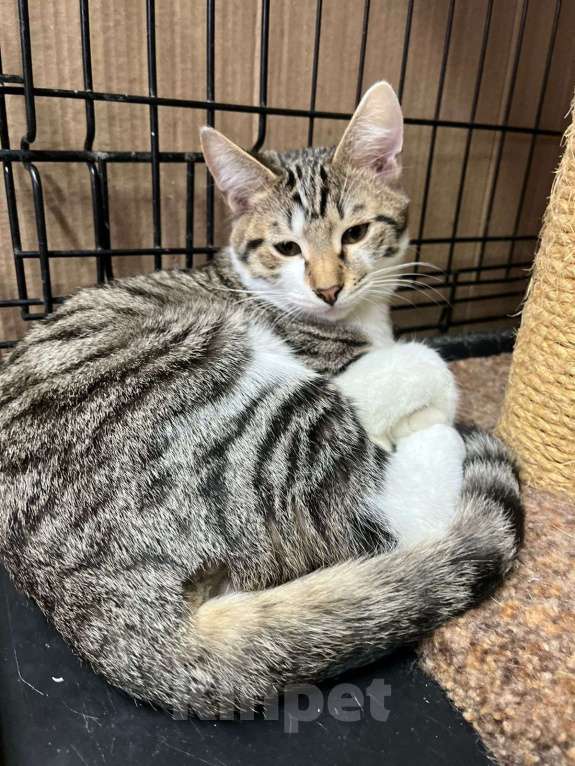 Кошки в Москве: Когтистый сердцелов Мальчик, Бесплатно - фото 3