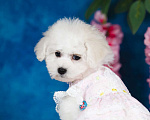 Собаки в Новосибирске: Бишон фризе. Девочка, 150 000 руб. - фото 5