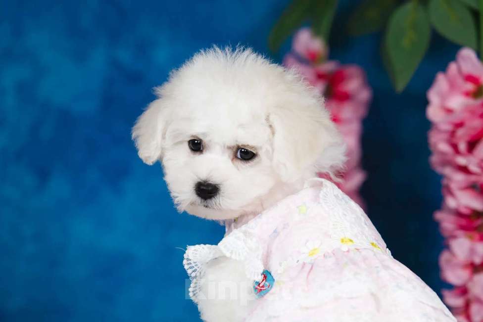 Собаки в Новосибирске: Бишон фризе. Девочка, 150 000 руб. - фото 5