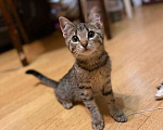 Кошки в Москве: Нюша, 3 месяца. Озорная девчонка ищет веселую семью Девочка, Бесплатно - фото 1