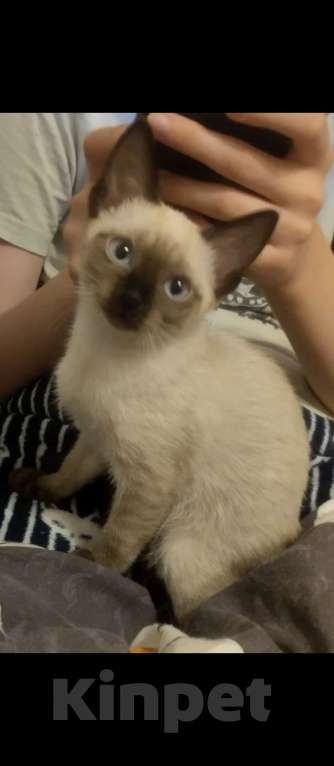 Кошки в других городах Московской области: Гера Девочка, 10 000 руб. - фото 1