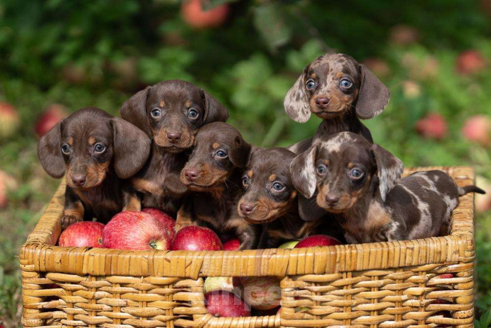 Собаки в Москве: Кофейная девочка Девочка, 100 000 руб. - фото 3