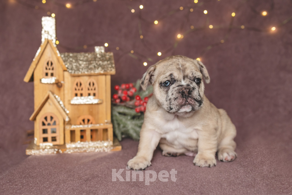 Собаки в Москве: Плюшевый малыш французский бульдог  Мальчик, 150 000 руб. - фото 6