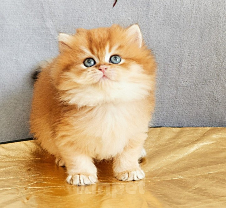 Кошки в Челябинске: Котенок британская золотая шиншилла Мальчик, Бесплатно - фото 4