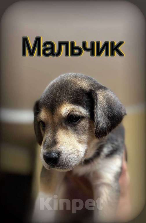Собаки в Балашихе: Мальчик  Мальчик, Бесплатно - фото 1