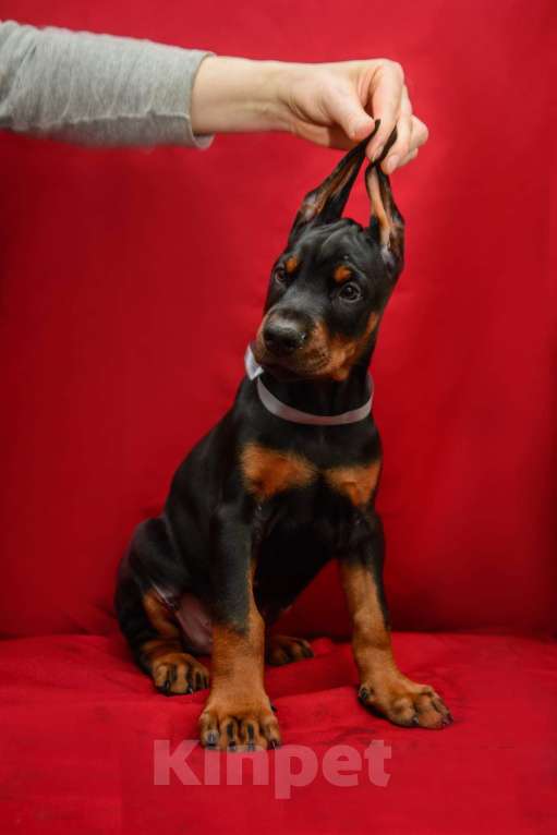 Собаки в Москве: Щенки добермана Девочка, 100 000 руб. - фото 4