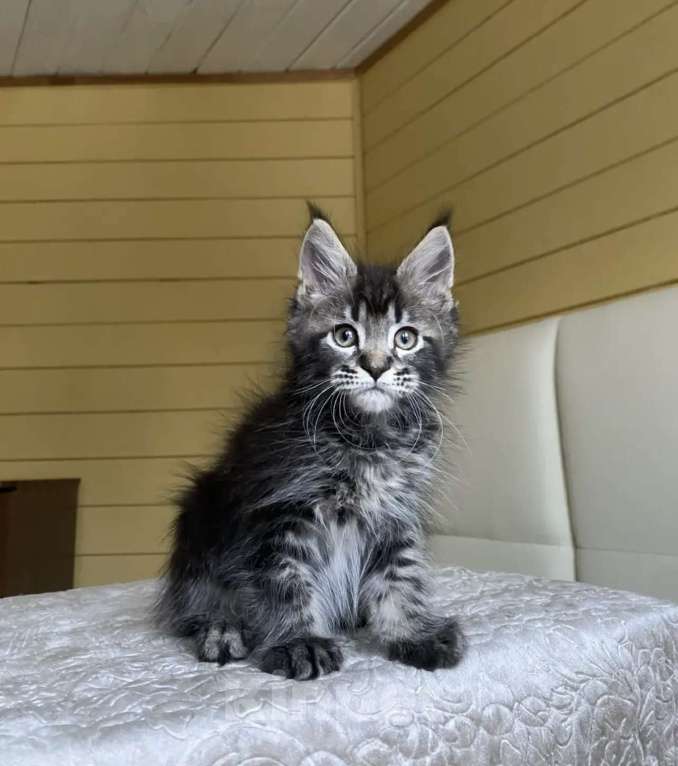 Кошки в других городах Московской области: Мейн-кун ❤️ Мальчик, 60 000 руб. - фото 1