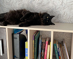 Кошки в Челябинске: Отдам Девочка, Бесплатно - фото 2