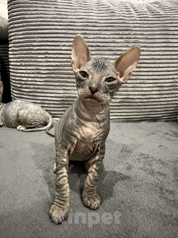 Кошки в Казани: Донской сфинкс котята Разнополые, 25 000 руб. - фото 6