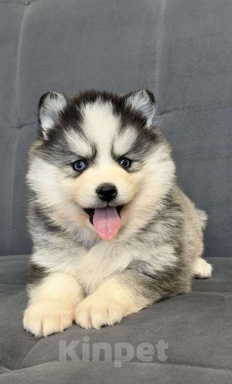 Собаки в Санкт-Петербурге: Девочка помски Девочка, 80 000 руб. - фото 6