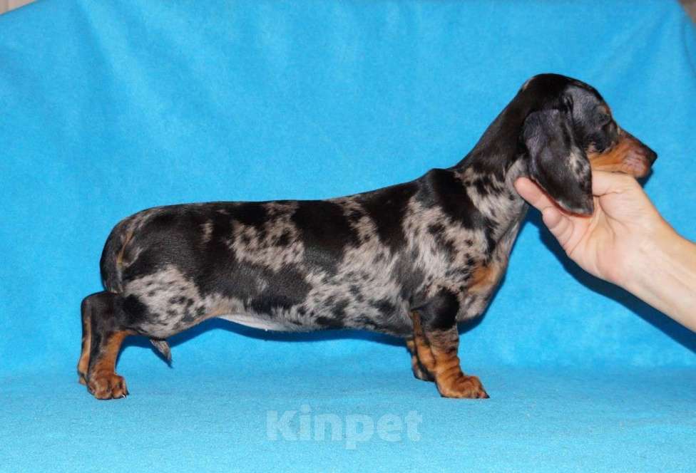 Собаки в Иваново: Такса стандартная г-ш. РКФ Мальчик, Бесплатно - фото 3