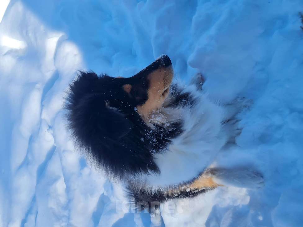 Собаки в Туле: Щенок Колли Длинношерстный Мальчик, 70 000 руб. - фото 3