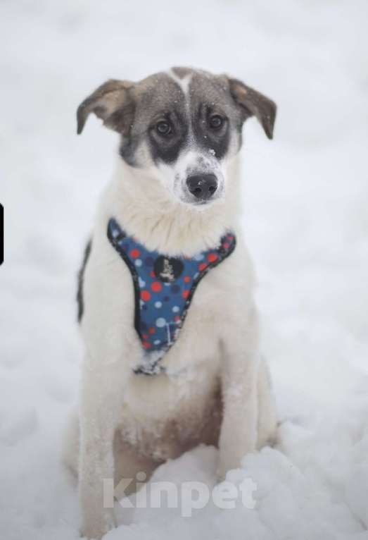 Собаки в Москве: Сироп Мальчик, Бесплатно - фото 2