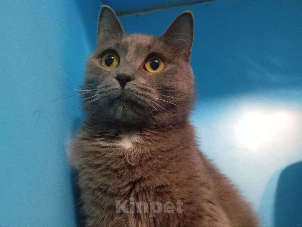 Кошки в Москве: Котенок Грея ищет дом Девочка, Бесплатно - фото 1
