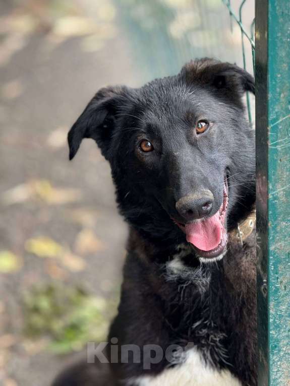 Собаки в Москве: Лилу Девочка, Бесплатно - фото 3